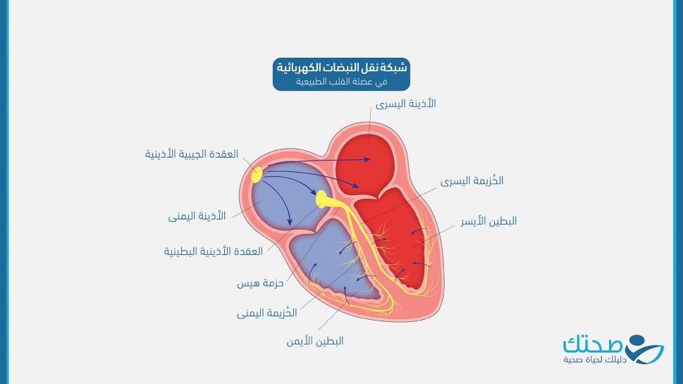شبكة نقل النبضات الكهربائية في عضلة القلب الطبيعية