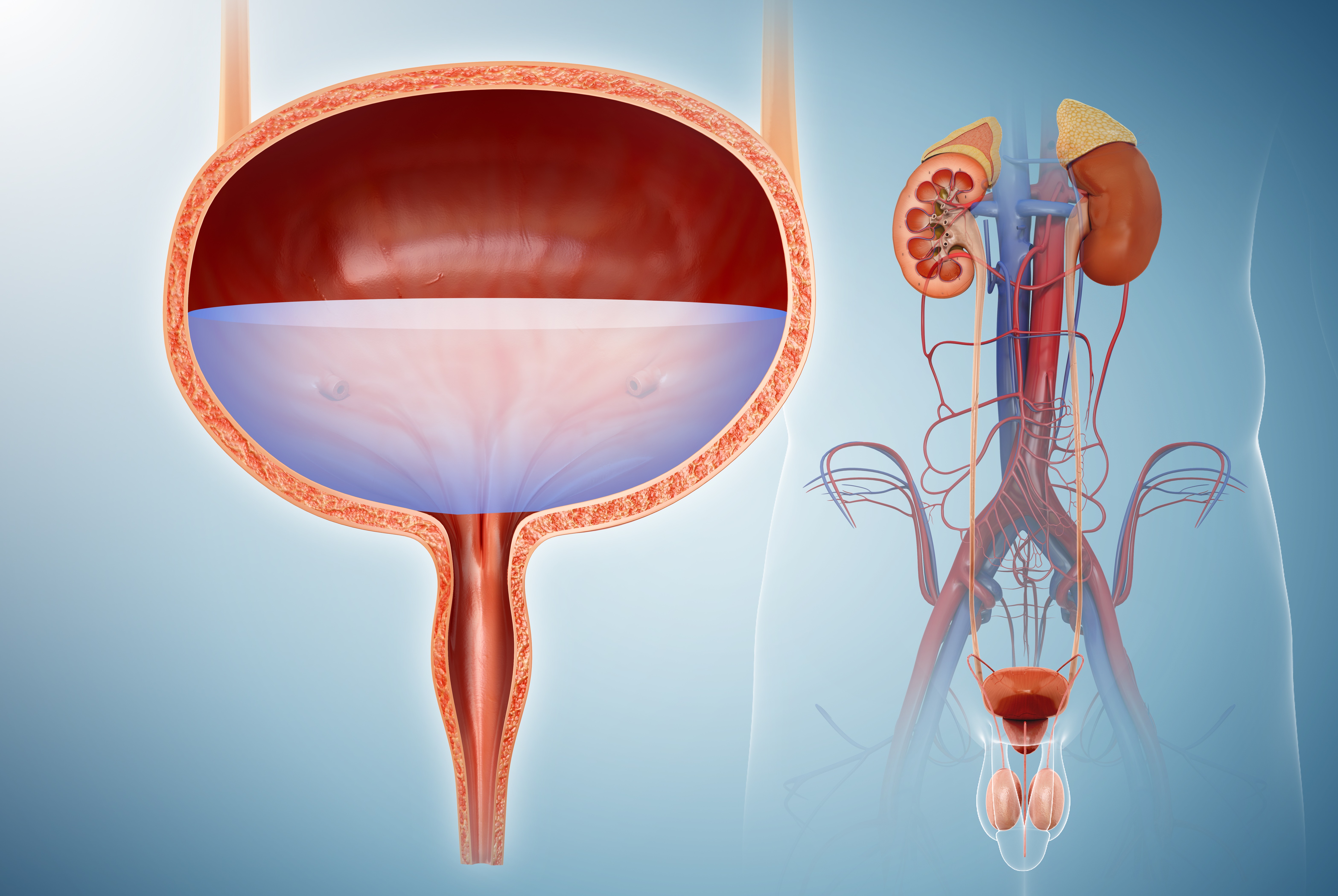 Простата развивается. Мочевой пузырь в старости. Мочевой пузырь 3д. Diseases of the bladder and Urinary tract.