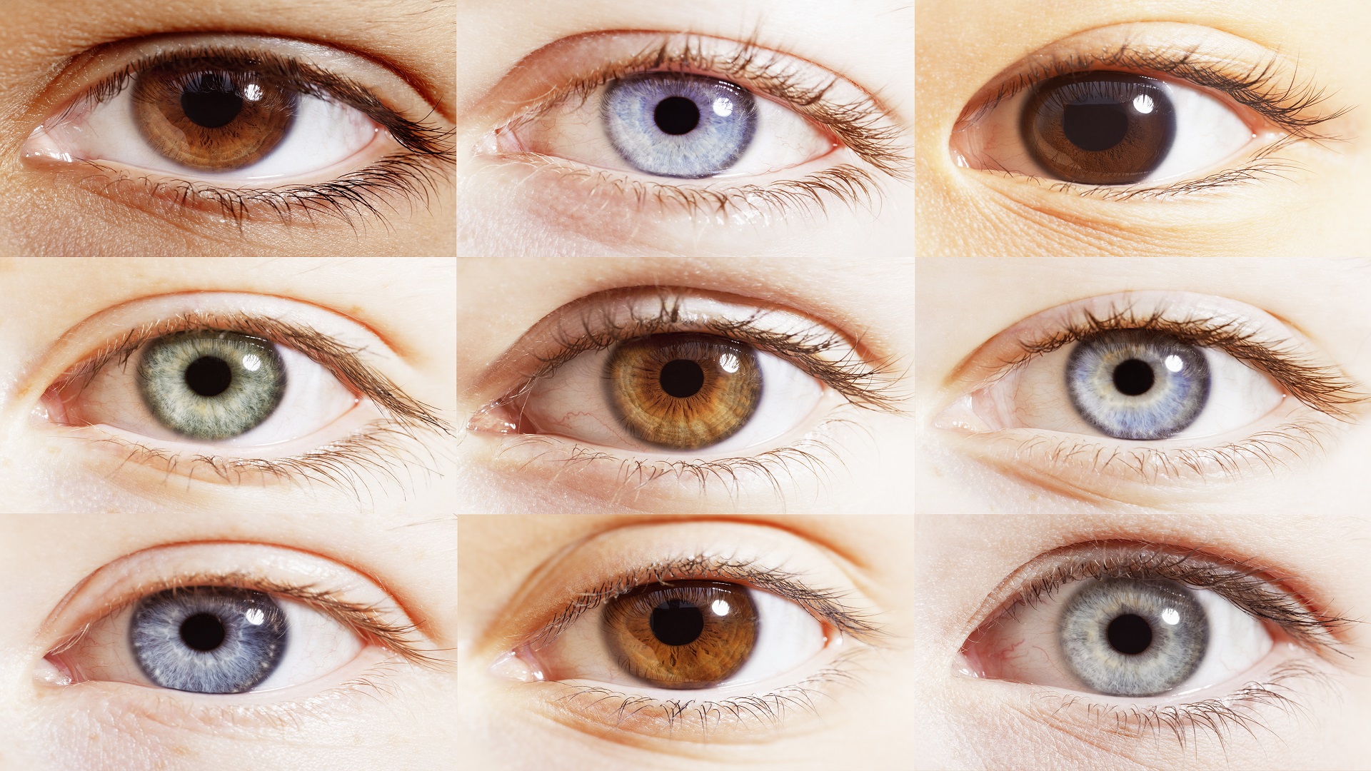 Виды век. Цвет глаз. Различные цвета глаз. Цвета глаз у человека. Оттенки глаз.
