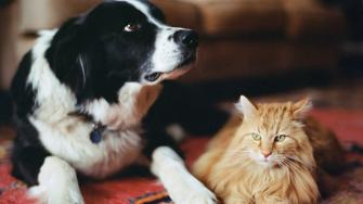 الكلاب والقطط قد تنقل بكتيريا مقاومة للمضادات الحيوية إلى أصحابها
