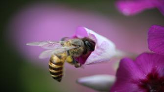 لسعات النحل
