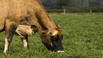 مزايا لحوم الأبقار المتغذية على الحشائش أفضل لقلبك
