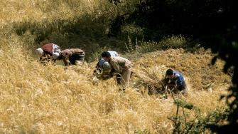 حصاد القمح في المغرب - جيتي