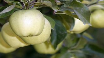 فوائد بذر التفاح