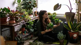 هل النباتات المنزلية مفيدة لصحتك العقلية؟