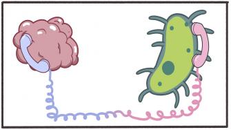 بعض بكتيريا الأمعاء تحمي من كوفيد-19