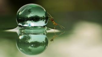 كيف تحمي نفسك من مخاطر النمل؟