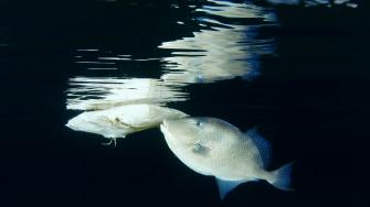 هل الأسماك التي نأكلها ملوثة بالبلاستيك؟