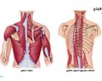عضلات الجذع الخلفي
