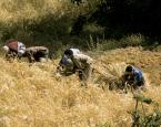 حصاد القمح في المغرب - جيتي