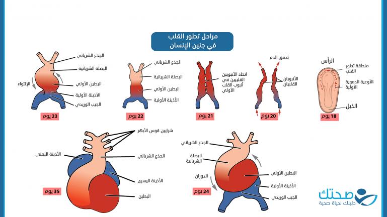 مراحل تطور القلب في جنين الإنسان.jpg