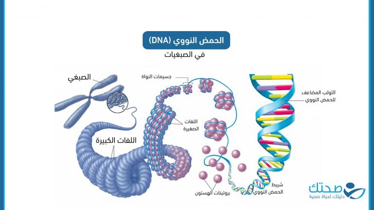 الحمض النووي 
