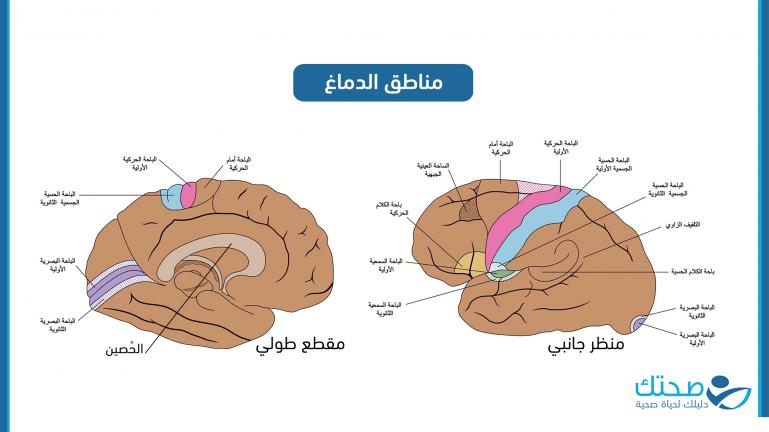 مناطق الدماغ 