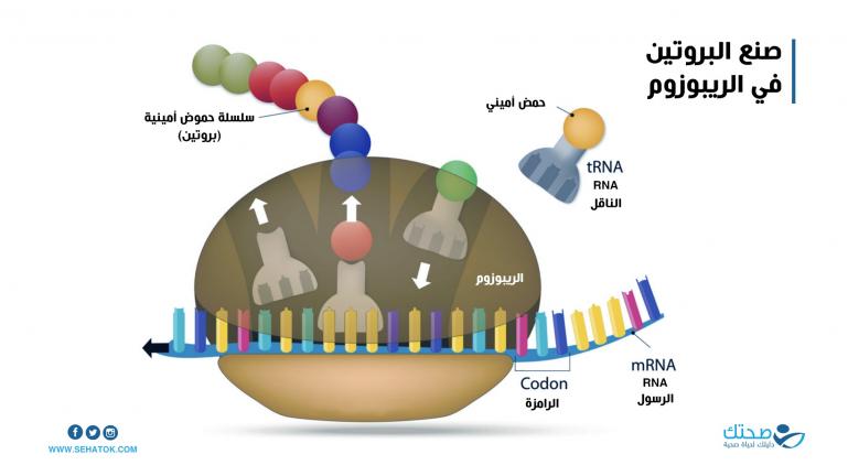صنع البروتين في الريبوزوم