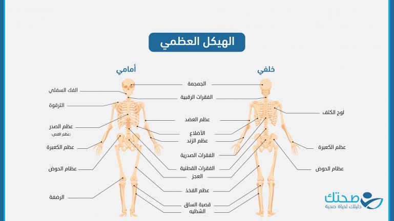 تعرف على الهيكل العظمي لجسم الإنسان