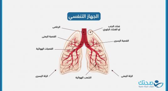 الجهاز التنفسي