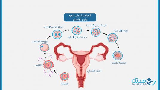 المراحل الأولى لنمو الجنين