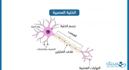 الخلية العصبية