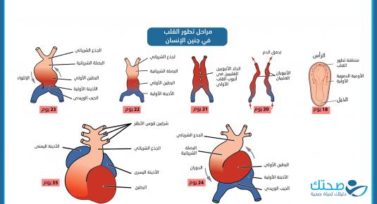 مراحل تطور القلب في جنين الإنسان.jpg