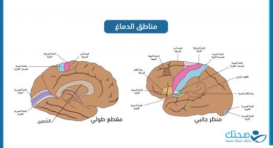 مناطق الدماغ 
