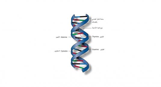 الحمض النووي DNA