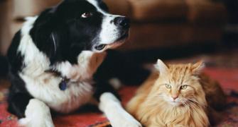 الكلاب والقطط قد تنقل بكتيريا مقاومة للمضادات الحيوية إلى أصحابها