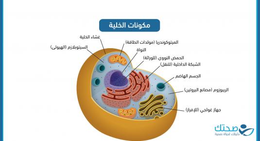 مكونات الخلية