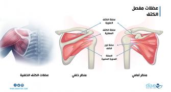 عضلات مفصل الكتف