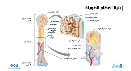 بنية العظام