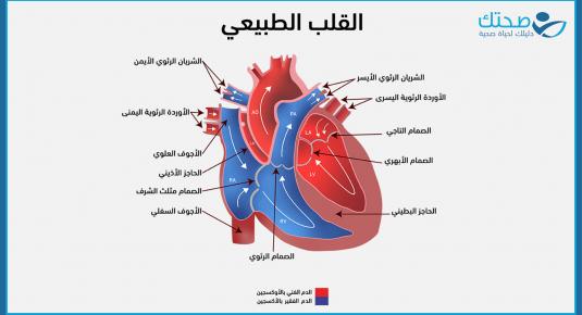 القلب الطبيعي بالتفصيل