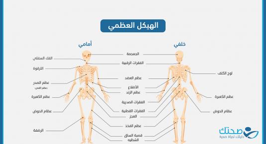 تعرف على الهيكل العظمي لجسم الإنسان