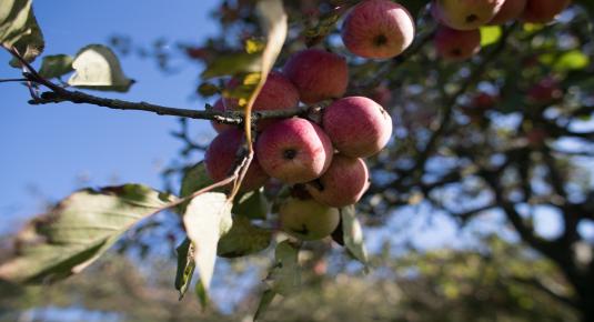 غسل التفاح بمحلول بيكربونات الصوديوم 