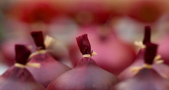 دراسة: البصل الأحمر يقتل الخلايا السرطانية 