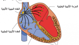 شبكة نقل النبضات الكهربائية في عضلة القلب الطبيعية