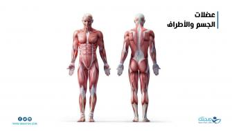 عضلات الجسم والأطراف