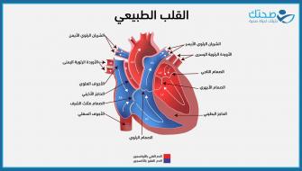 القلب الطبيعي بالتفصيل