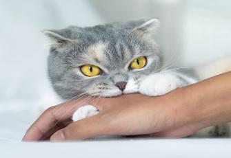 هل تستوجب خربشة القطط تطعيم التيتانوس؟