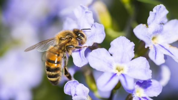 علاجات منزلية للسعة النحل والدبابير